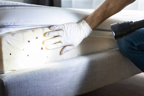 Best Affordable Pest Control Services  in Carrollwood, FL