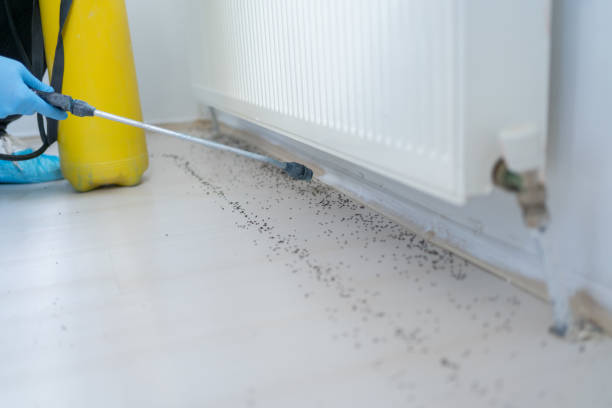 Best Pest Prevention Services  in Carrollwood, FL