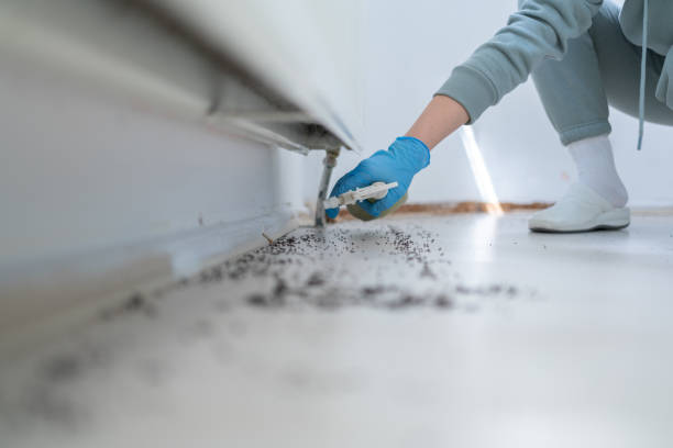 Flea Control Services in Carrollwood, FL